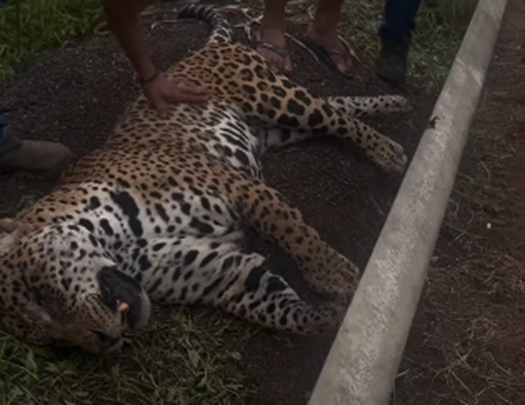 Onça-pintada morta após atropelamento e retirada por indígenas na BR-070 perto de Primavera do Leste, neste sábado (3), chamou atenção de motoristas e gerou repercussão nas redes sociais