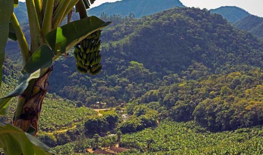 Expansão de área e liderança na exportação sustentam safra de 770 mil toneladas de banana