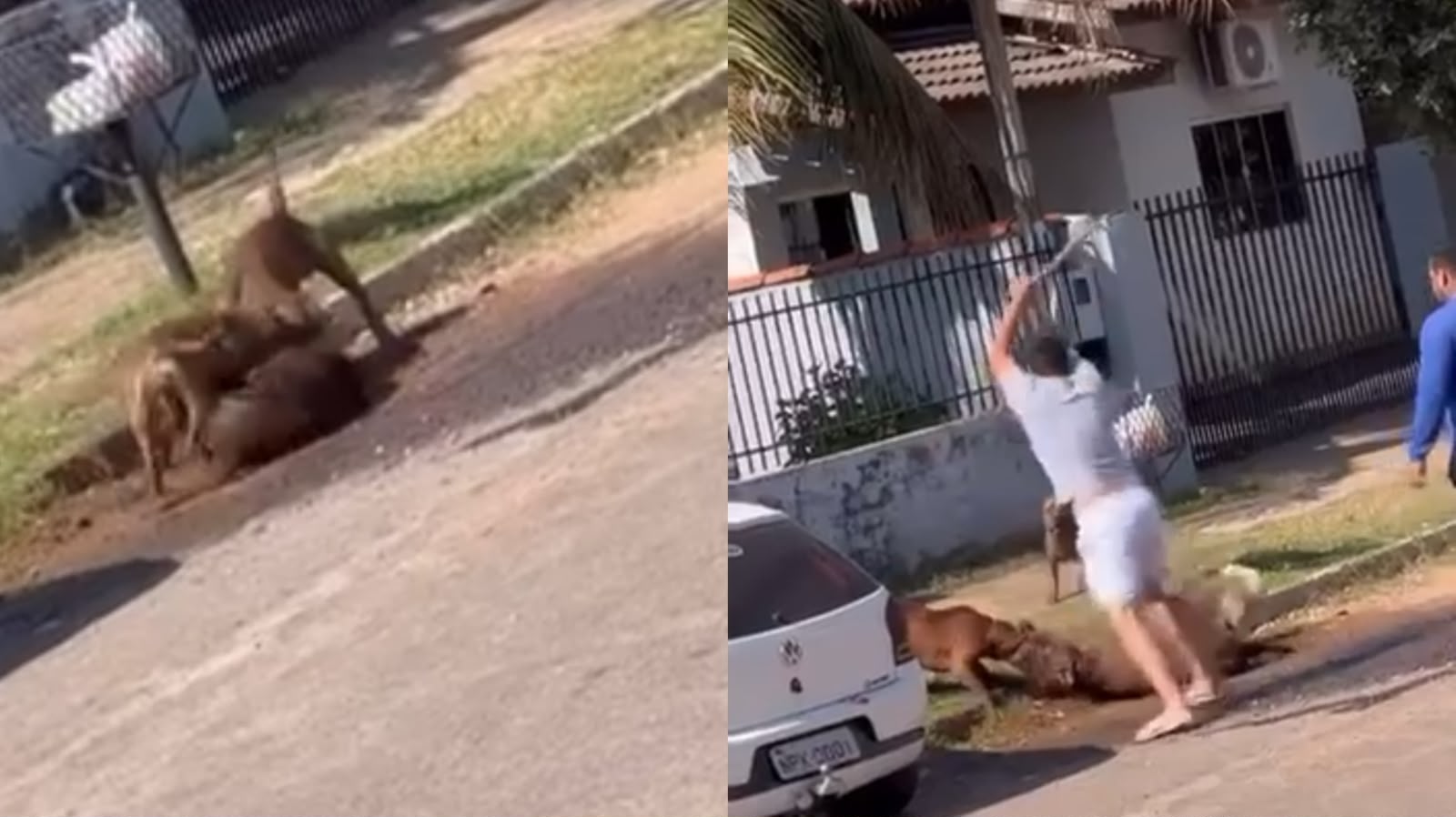 Moradores denunciam ataques de pitbulls após cães matarem animais; vídeo resgitra novo ataque